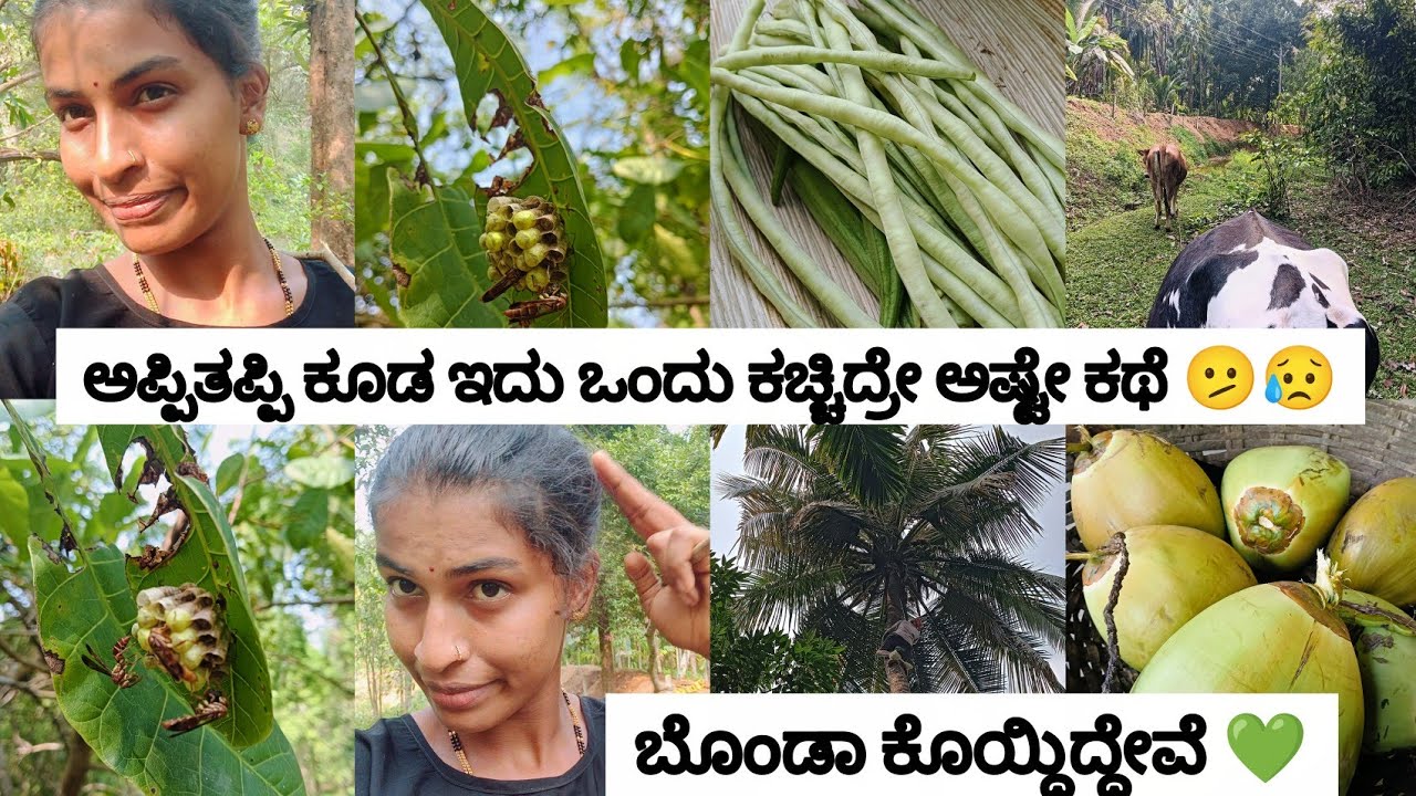 ಅಪ್ಪಿತಪ್ಪಿ ಕೂಡ ಇದು ಒಂದು ಕಚ್ಚಿದ್ರೇ ಅಷ್ಟೇ ಕಥೆ🫤😥 ಎಷ್ಟು ಎಳನೀರು ಸಿಕ್ಕಿತು ನೋಡಿ