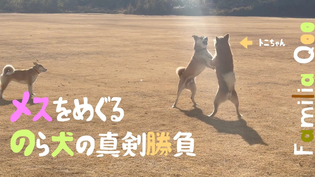 メスをめぐるのら犬の真剣勝負【M.ダックスと近所ののら犬】