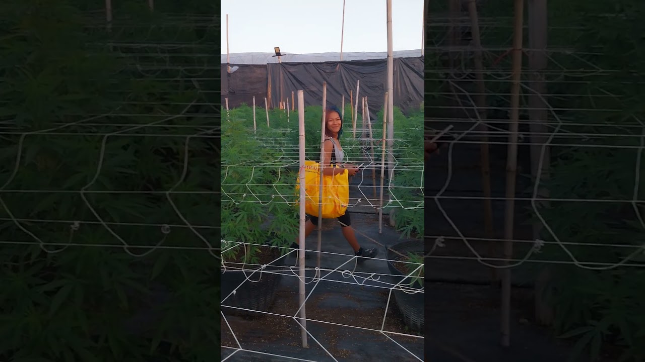 Apprentice in the outdoor field at sundown #420 #mmj #420girl #egirl