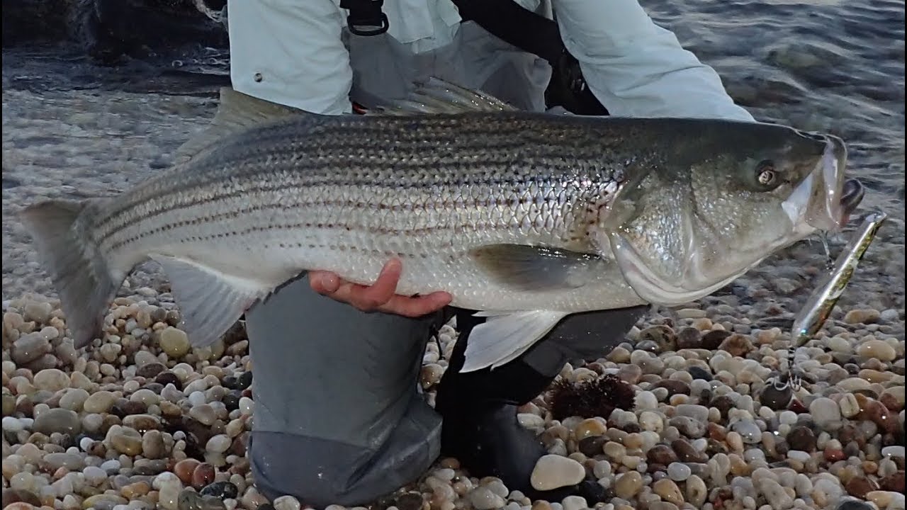 Large Surf Fishing Striper And Surfcasting Gear Review