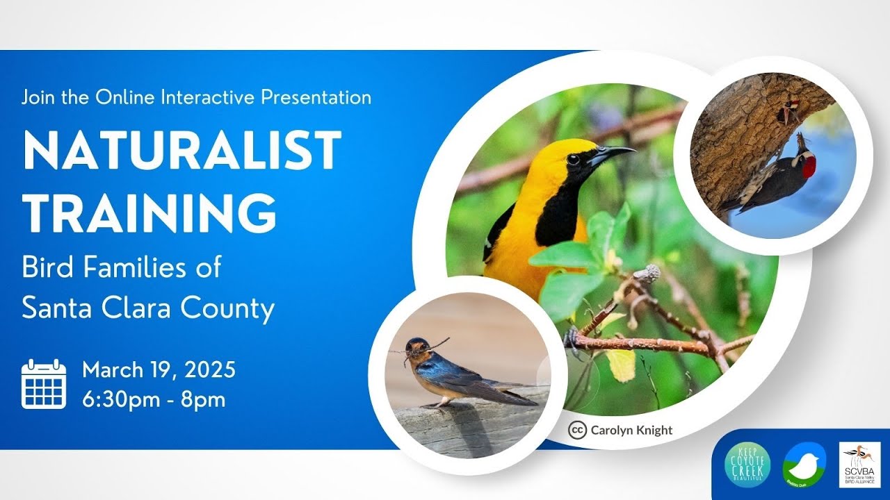 Naturalist Training - Bird Families of Santa Clara County