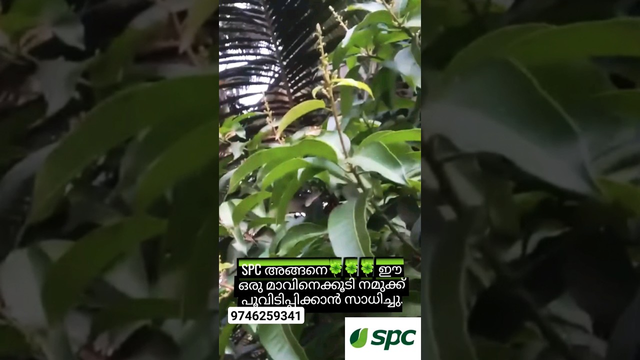 ഇനി 🍀🍀🍀കായ്ക്കാതെ നിൽക്കുന്ന ഏതു മാവിനേയും നമുക്ക് കായിപ്പിക്കാം#agriculture #organic #fruit