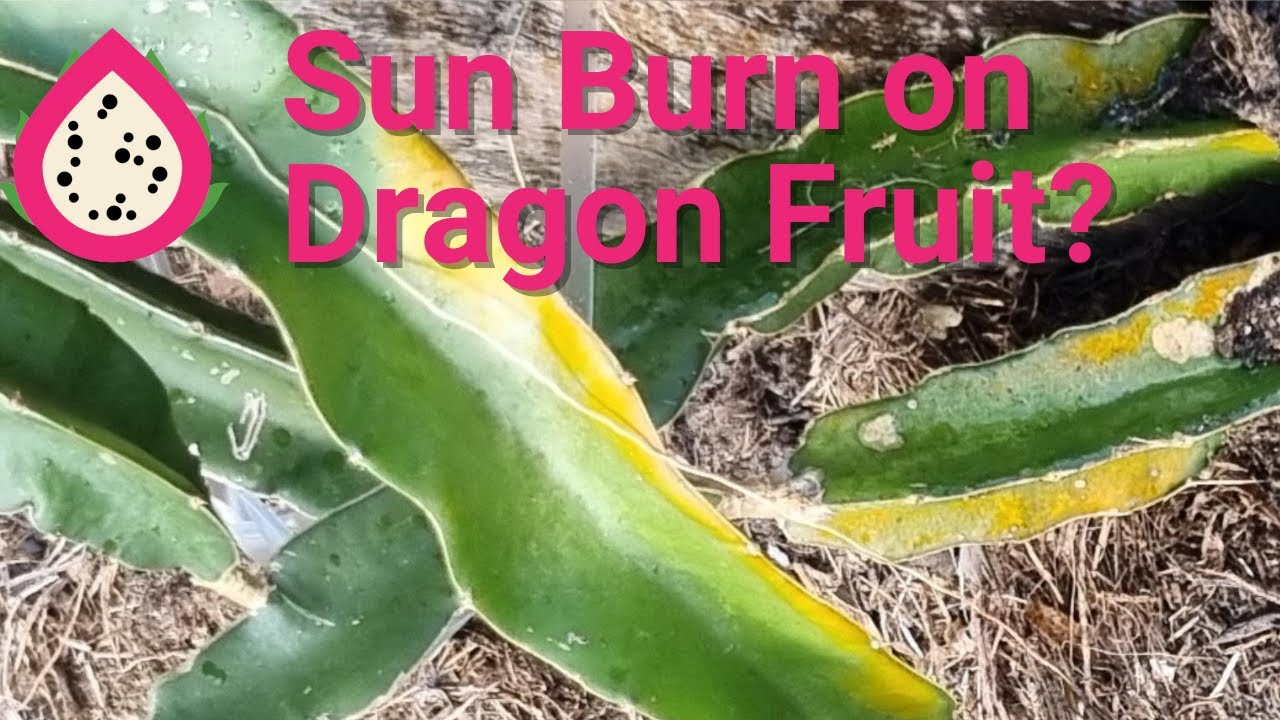 Sun burn on dragon fruit rust issues.