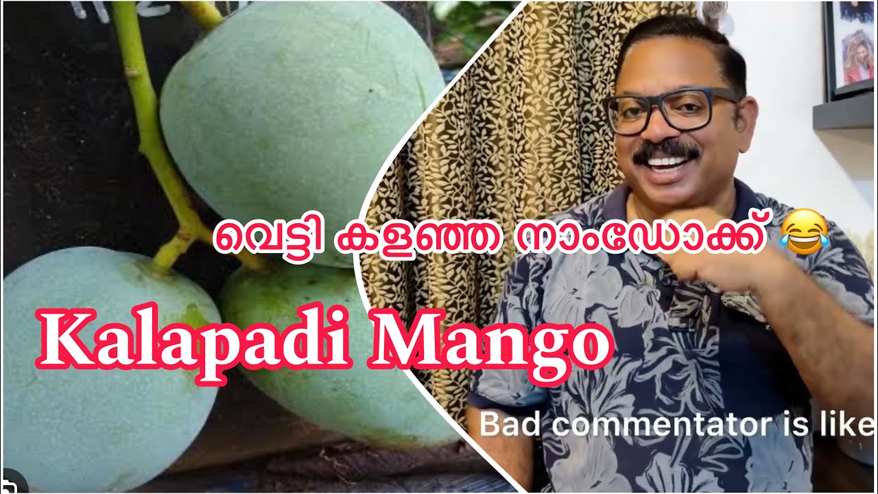 കലാപാടി മാങ്ങയും വെട്ടി നശിപ്പിച്ച നാംഡോക്ക് മായിയും😘😥😂
