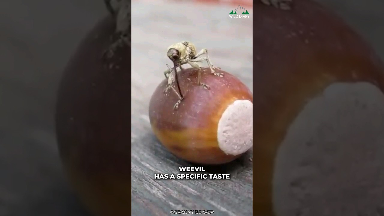 Acorn Weevil | Drill And Lays Egg Inside A Nut
