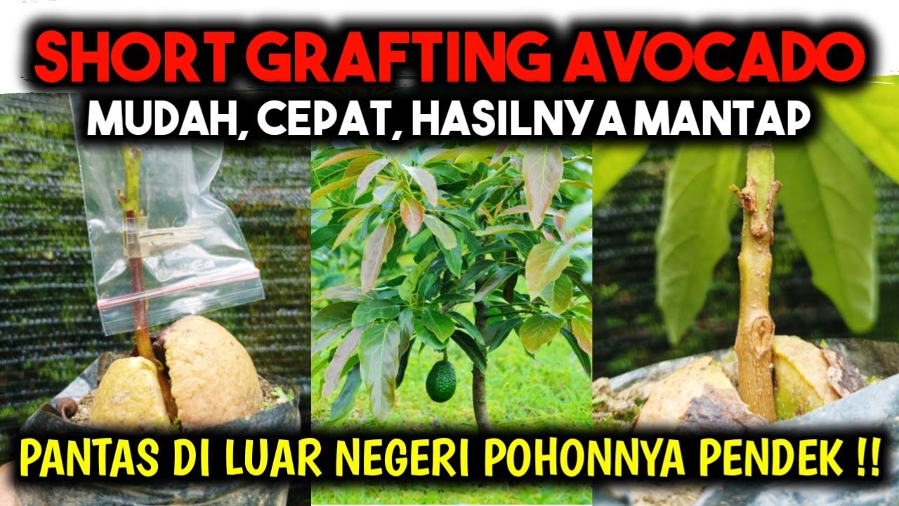 BEGINI CARA LUAR NEGERI SAMBUNG ALPUKAT ‼️ TANPA TALI TANPA DIIKAT, POHONNYA PENDEK CEPAT BERBUAH ‼️