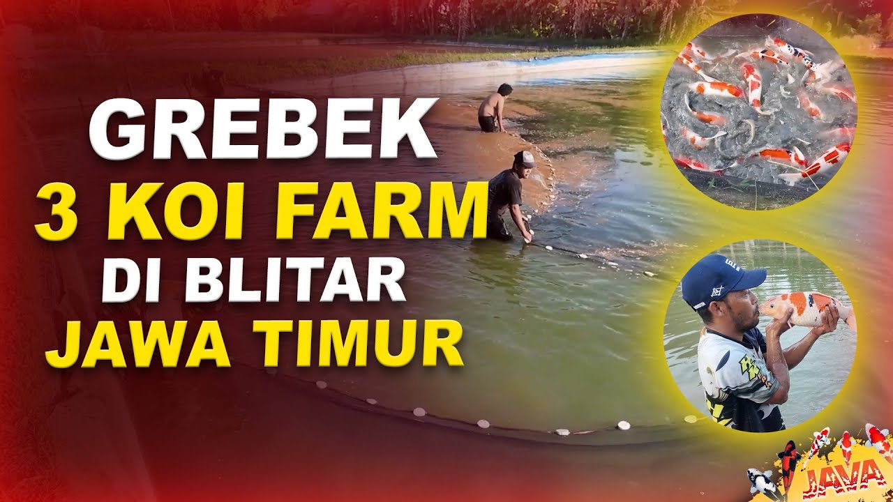 GREBEK BREEDER KOI DI BLITAR - KAGET NGELIAT IKANNYA!