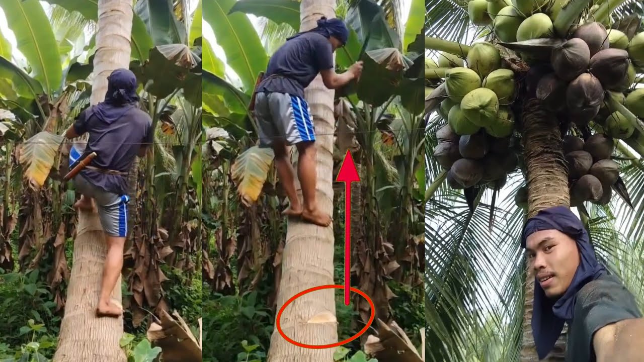 Akong ipakita ninyo nga mo hak hak ko og Wala tuo dol🌴🥥
