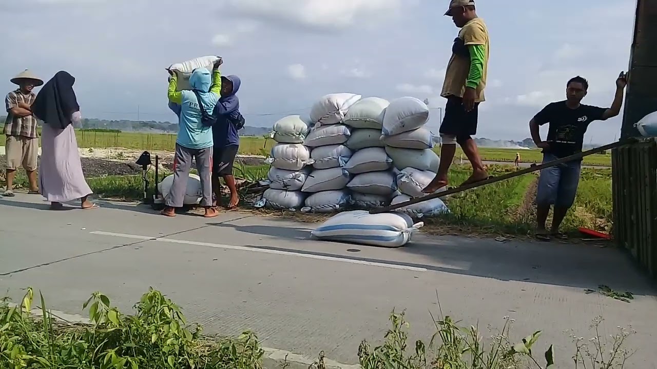 MUSIM PANEN OKT. 2022 MUAT GABAH JURAGAN IBU PIFIN GEBUNG @nursuwarno7839
