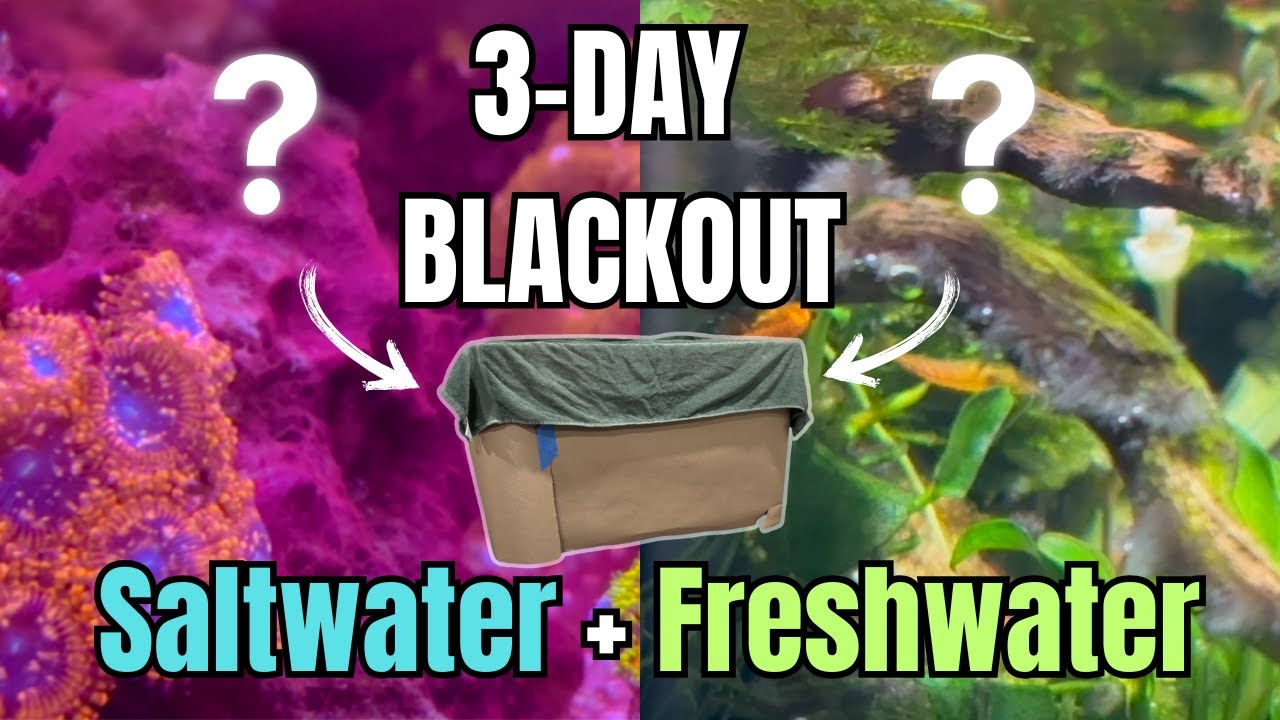 3-Day Blackout... Does it work?!