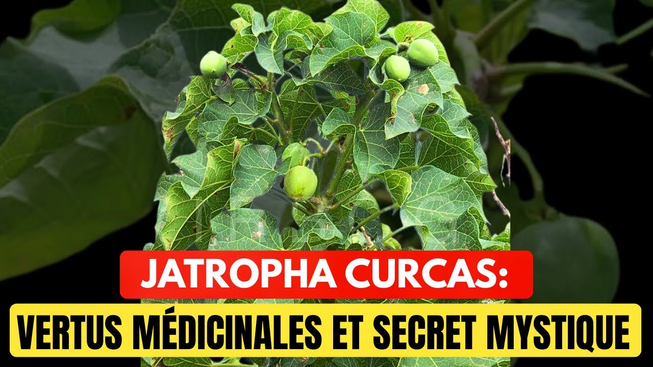 JATROPHA CURCAS : Les Bienfaits M&eacute;dicinaux Et Secret Mystique