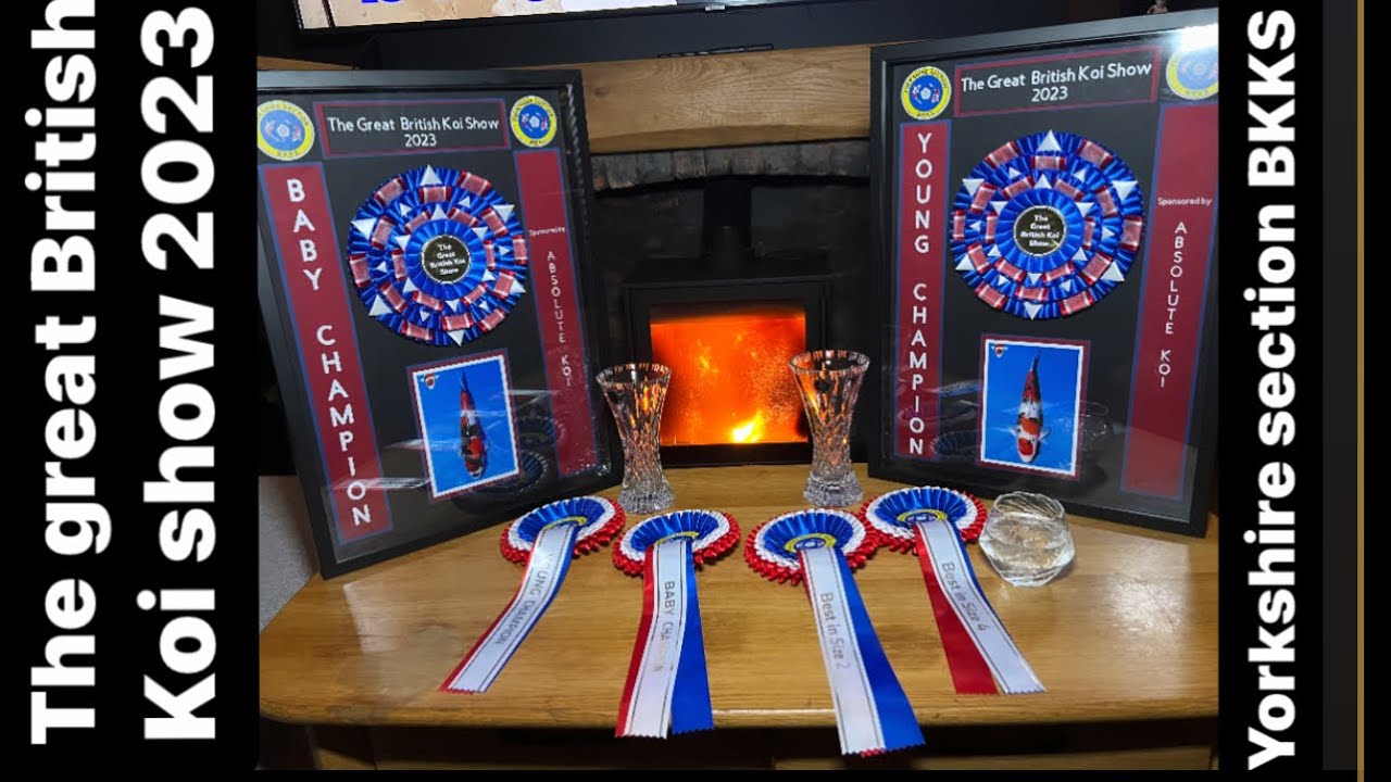 Большая британская выставка кои 2023