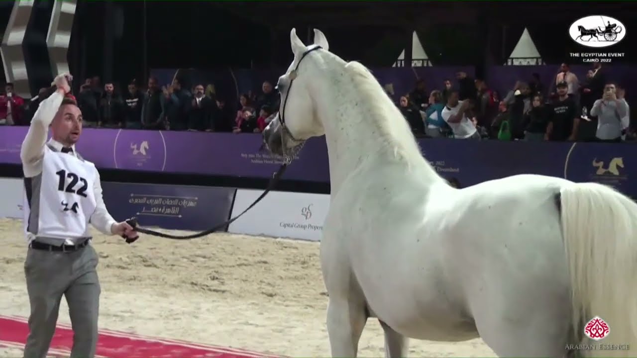 N.122 ADHAM SAQR - The Egyptian Event Cairo 2022 - Stallions 10+ Years Old Straight Egyptian (Cl...