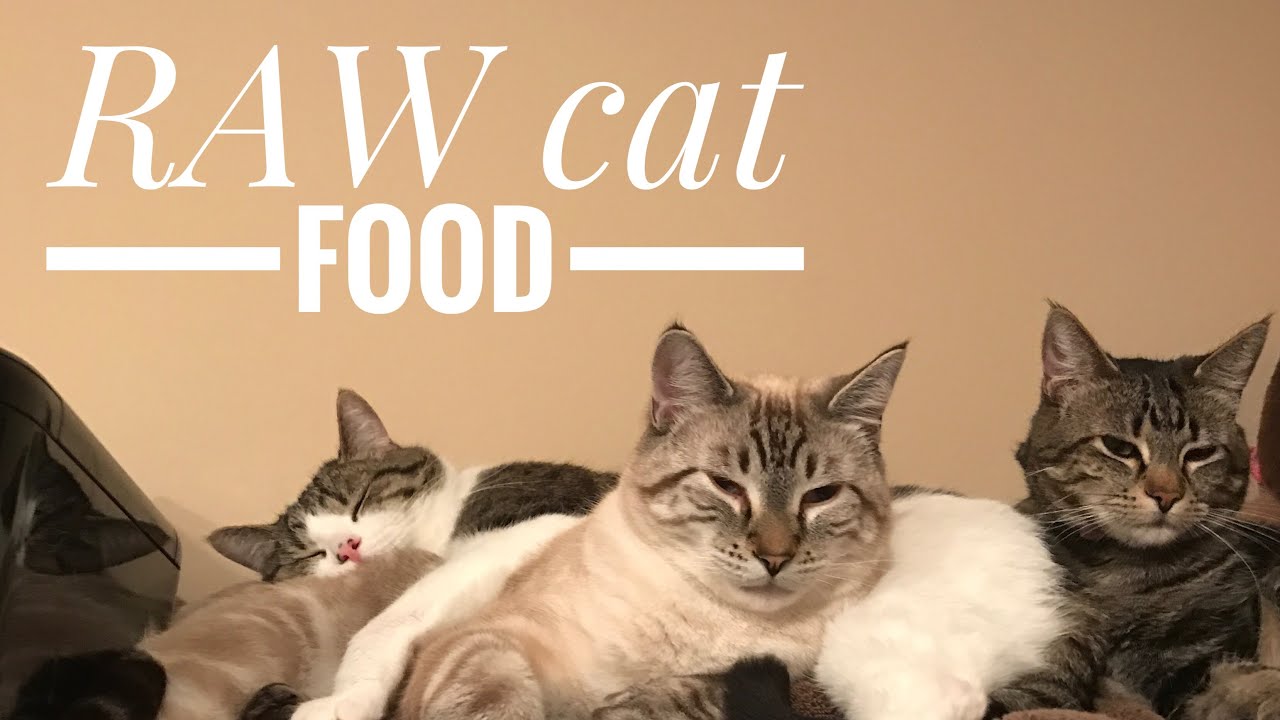 RAW cat food