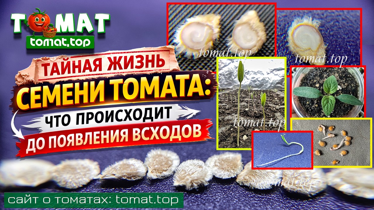 Тайная жизнь семени томата: что происходит до появления всходов