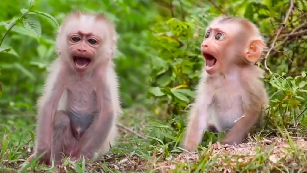 Heartbreaking! Baby monkey alone looking for mother, hungry and scared