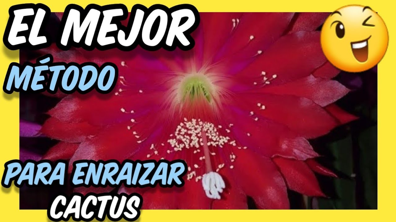 🔥🔥🔥 Como ENRAIZAR esquejes de cactus EPÍFITOS 🌟🌺🌟 MEJOR método para echar raíces CACTUS ORQUÍDEA EPI