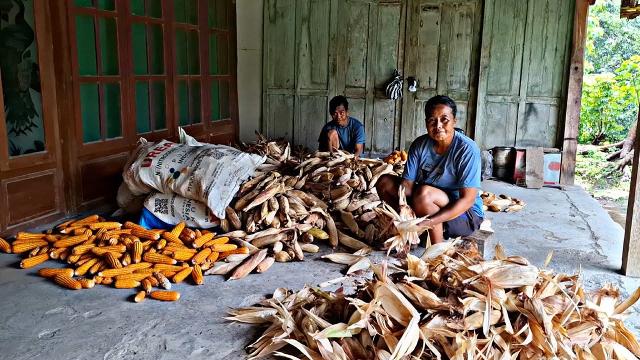 Hujan Deras Di Desa‼️Menambah Indahnya Suasana Pedesaan Suku Jawa,Suasana Seperti ini Bikin Kangen🥹🥹