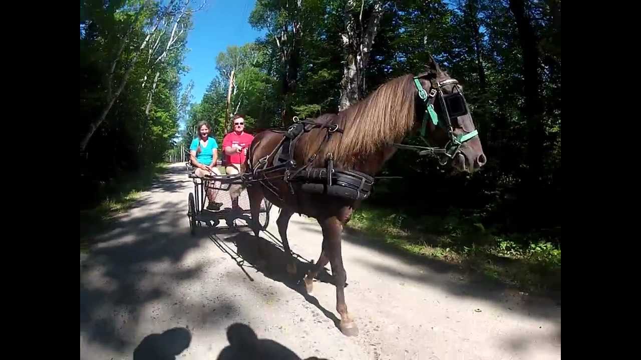 Carriage Driving Ernie and Junior. Rescued Race Horses.MP4