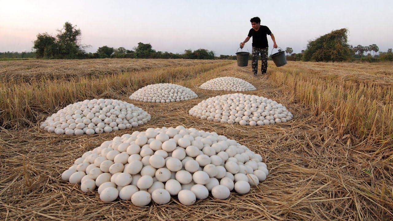 Wow! Best Video of a Farmer Picking a Lot of Duck Eggs by Hand in a Dry Field