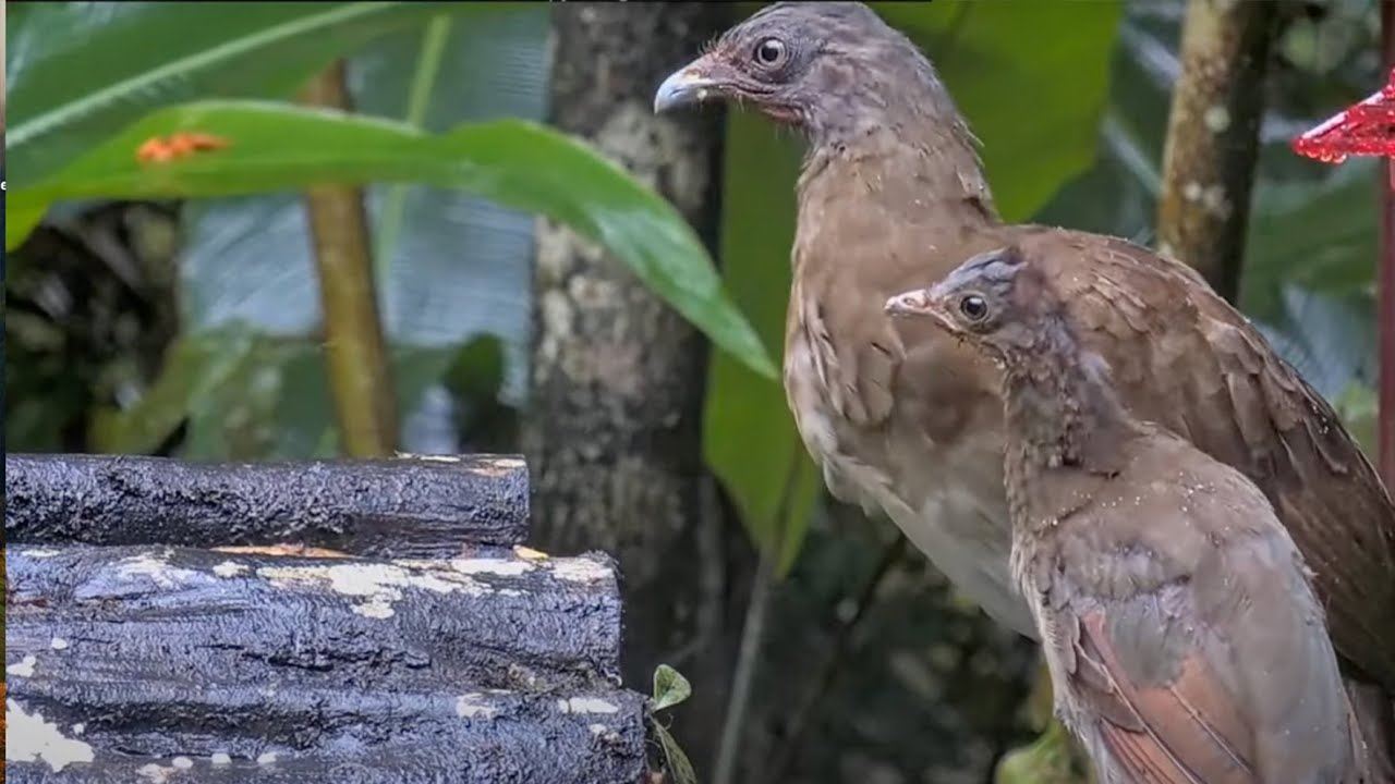 Cute Chachalaca! Youngster Nibbles On Fresh Rice At Panama Feeder – July 18, 2024