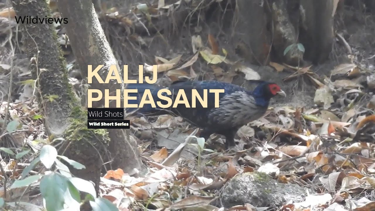 Kalij pheasant in Shivapuri-Nagarjun National Park #wildshorts #wildshortseries