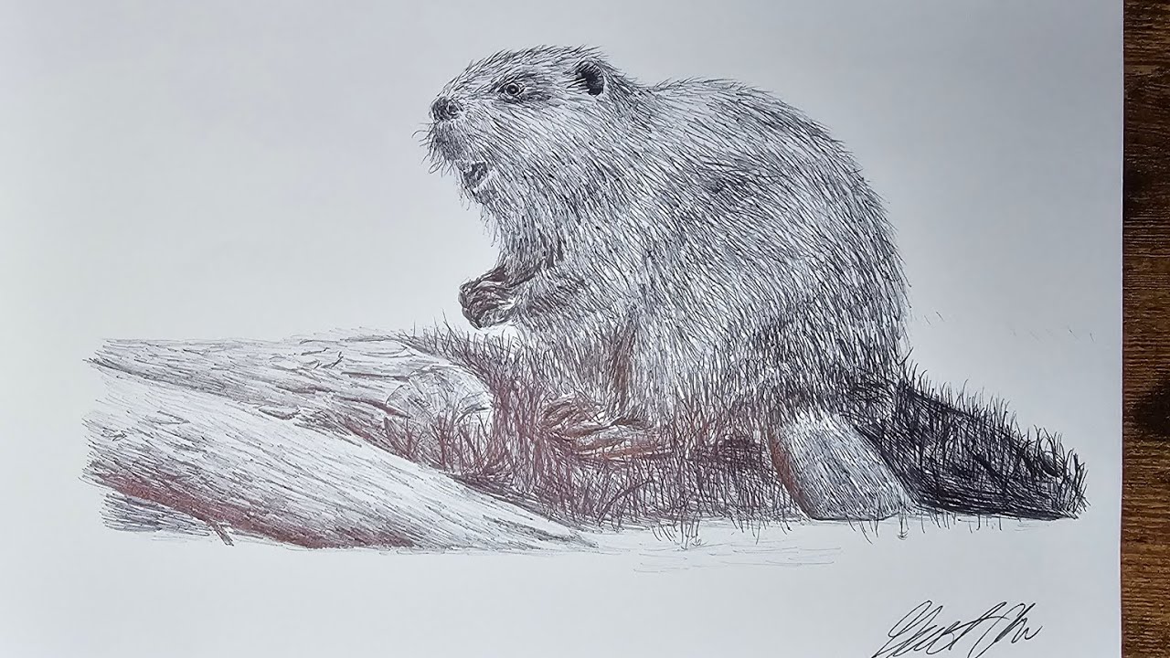 Drawing a Beaver - Part 2