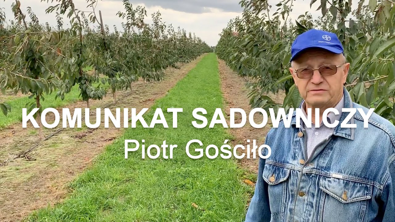 #31 Czereśnia Komunikat sadowniczy - Piotr Gościło