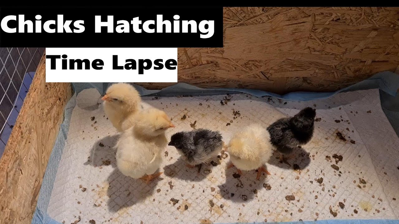 Baby Chicks Hatching | Time Lapse Eggs Hatching 