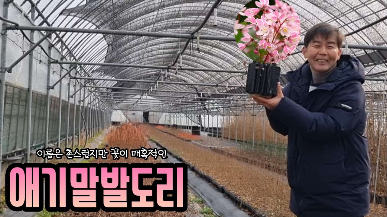 촌스런 이름 하지만 꽃이 매혹적인 애기말발도리 #010-5454-7792 #유럽분꽃 #말채나무