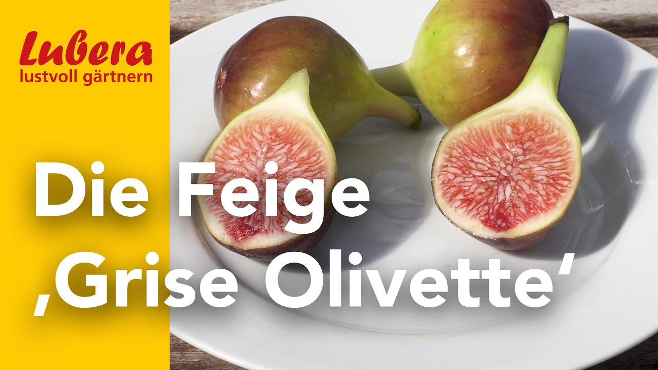 Die Feige 'Grise Olivette': Robuste Sorte mit aromatischen, gl&auml;nzenden Feigen