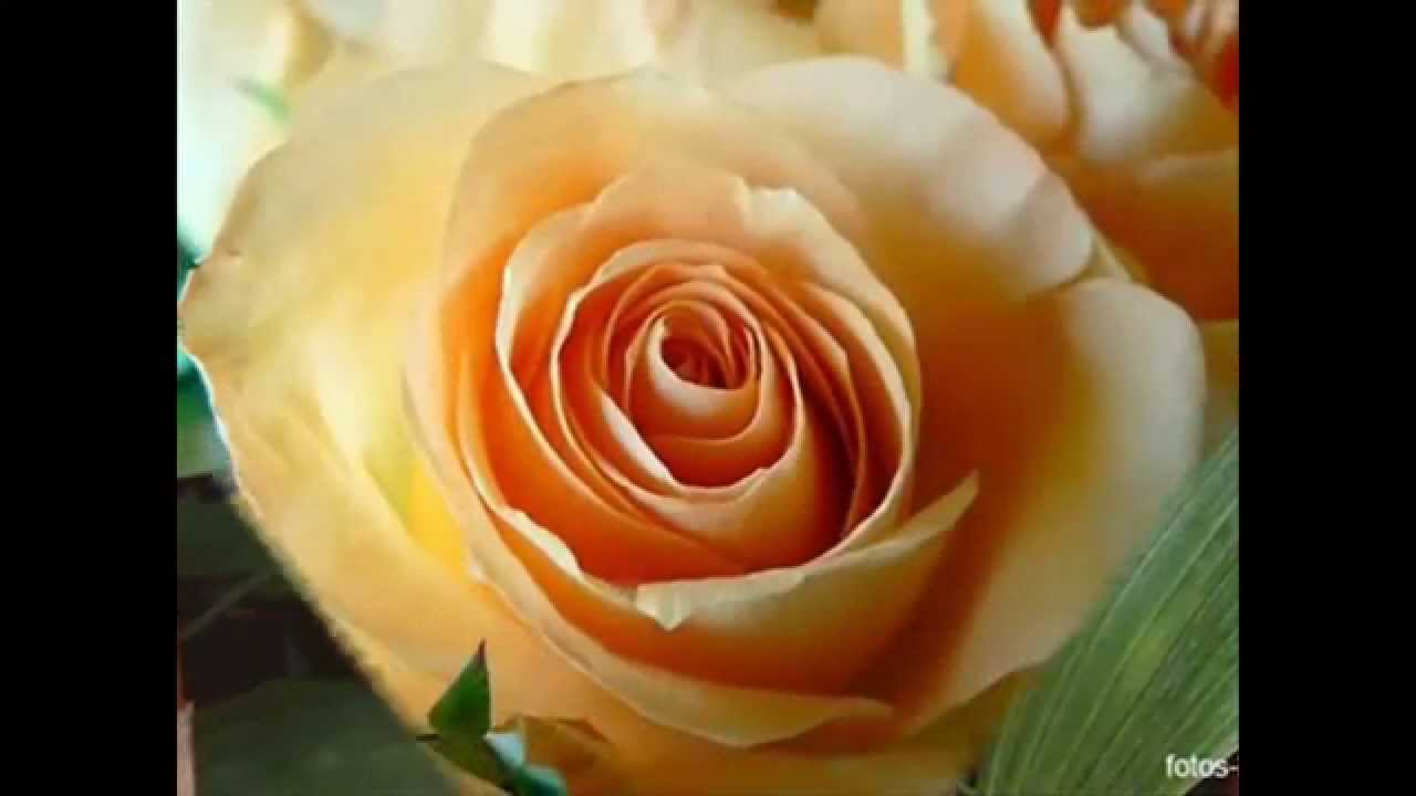 O significado de amar - Mensagem de amor com voz feminina