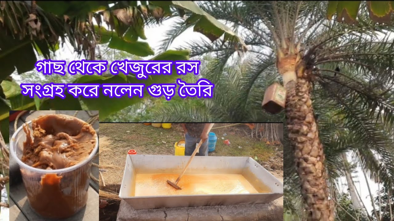 গ্রাম্য পরিবেশে নলেন গুড় তৈরির সম্পূর্ণ পদ্ধতি।প্রায় হারিয়ে যেতে বসা লুপ্ত প্রায় এক জীবিকা শিউলী