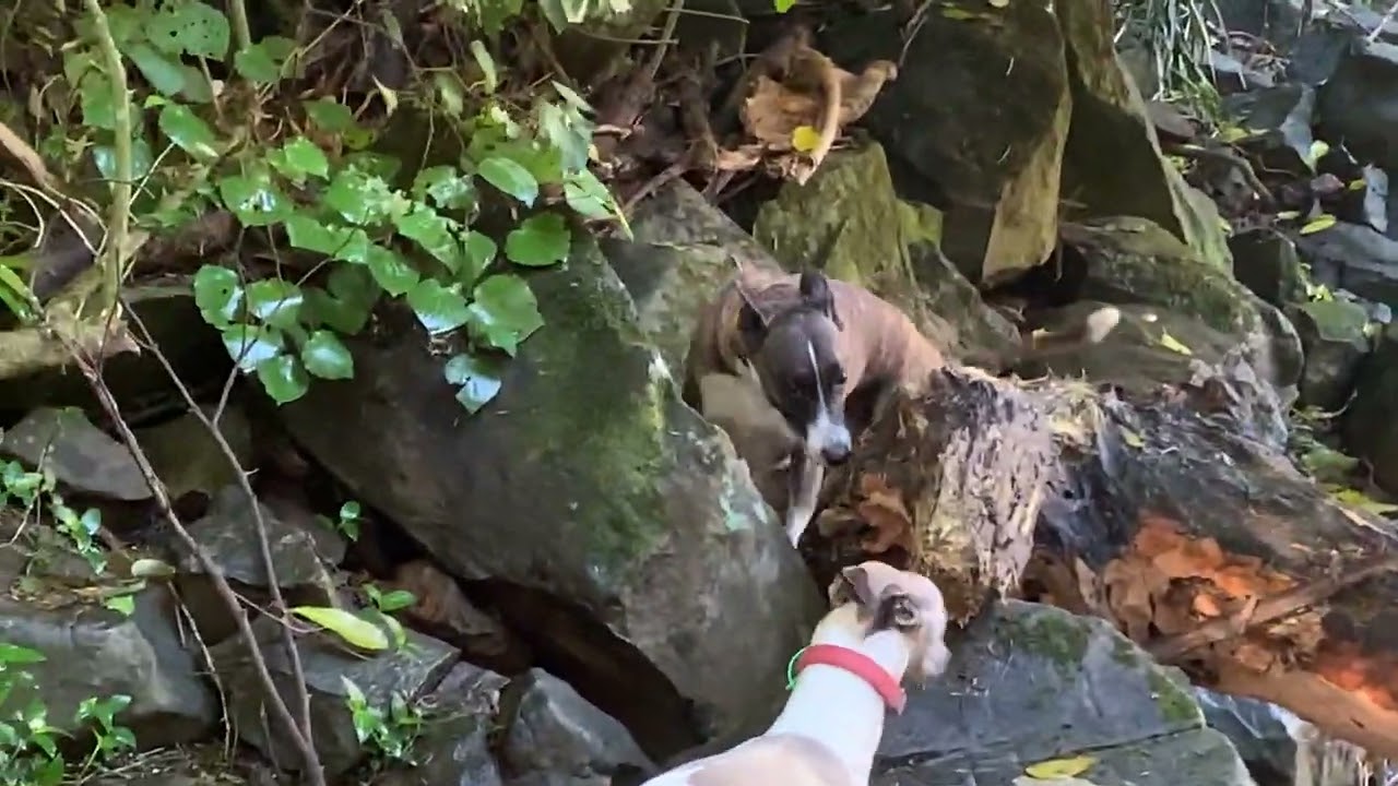 WAIROA FALLS & TRACK WALK - SUN 31 JUL 2022.  Video Duration = 1 min, 38 sec.
