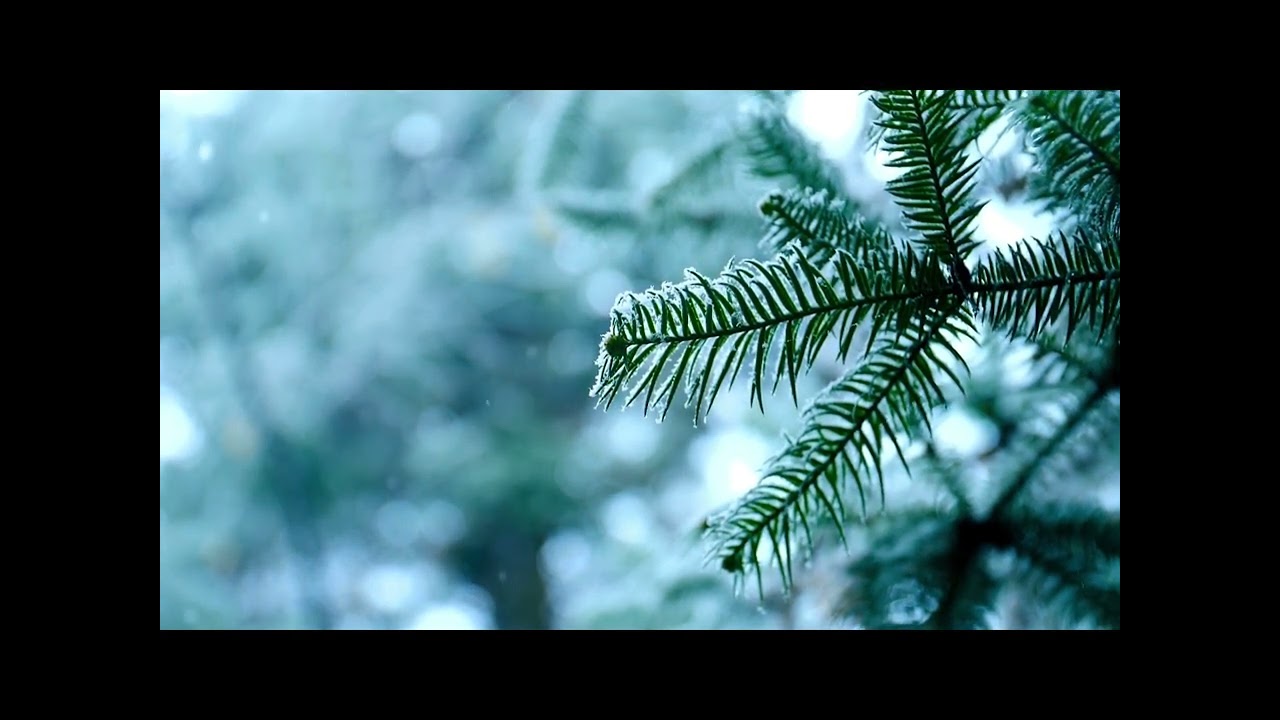 Winter's Embrace