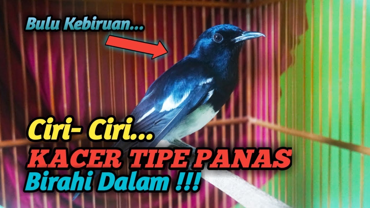 Ciri-Ciri KACER TIPE PANAS BIRAHI DALAM