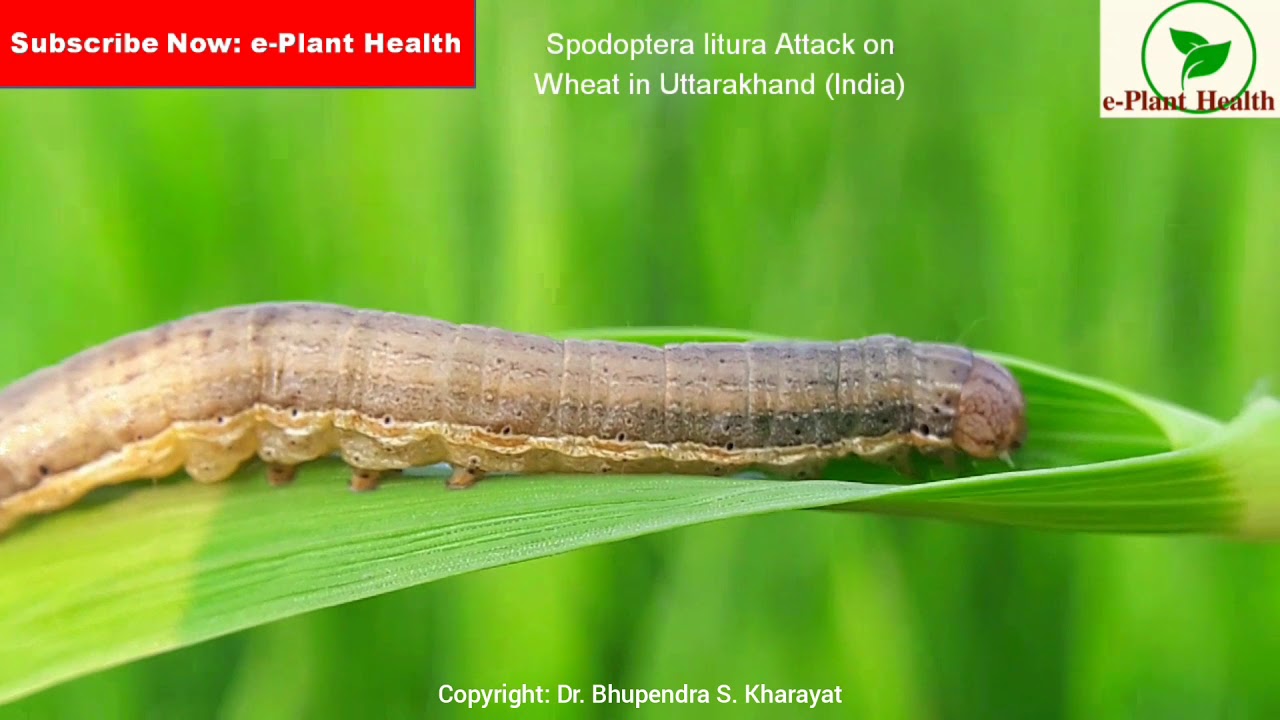 Spodoptera litura