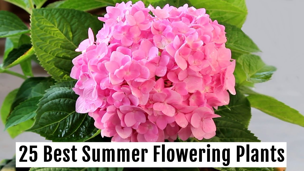 Grow These 25 BEST Summer Flowering Plants This Season - PART 1