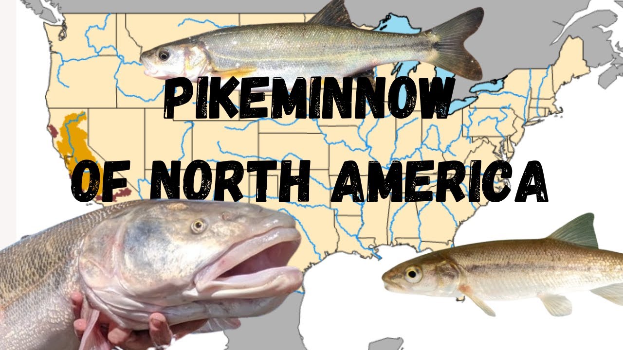 The Pikeminnow Species Of North America (Squawfish): a guide with range maps