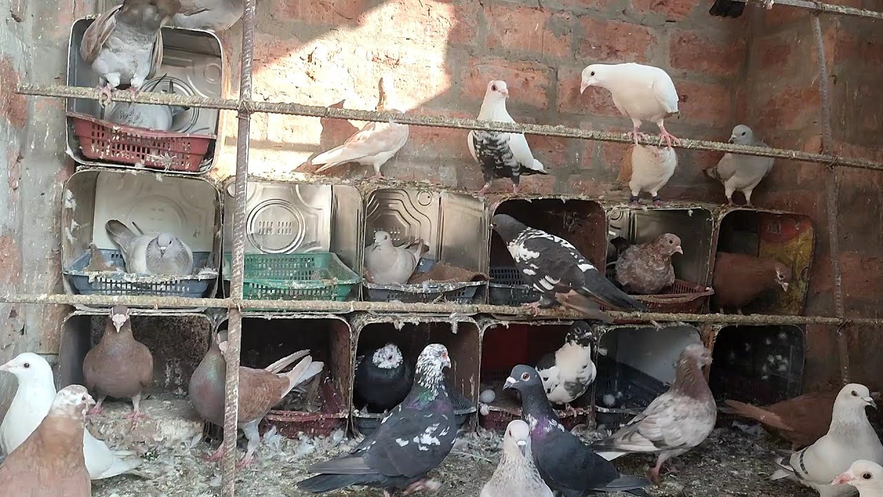 gole kabutar jod mai chor diya | breeding progress in gola pigeon's loft | before and after video