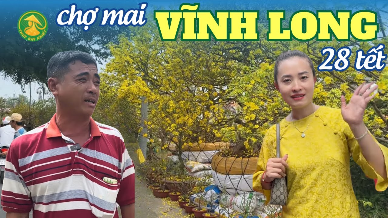 28 TẾT chợ mai VĨNH LONG ít người mua dù giá mềm, cây mai xả 1/2 giá để nhà vườn về ăn tết