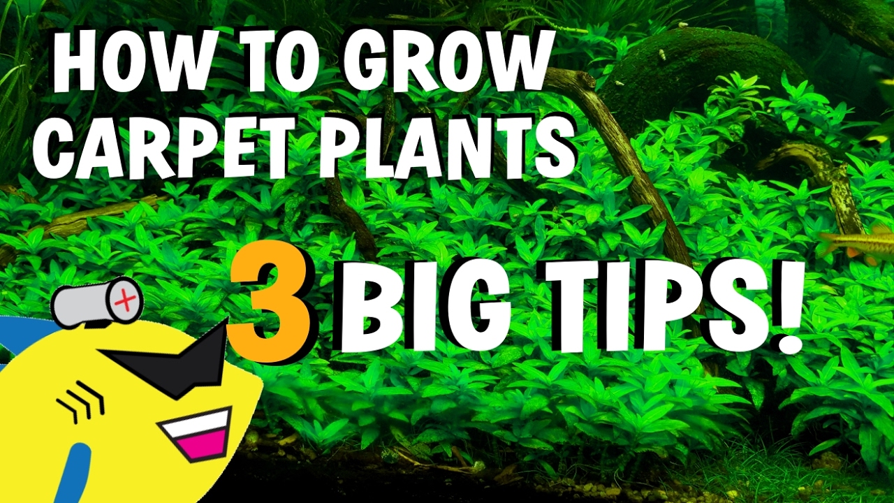 3 AQUARIUM CARPET PLANT TIPS! How To Grow Carpeting Plants BETTER