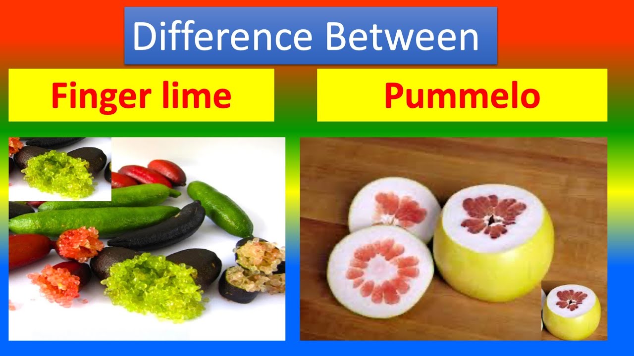 Differences Between Medical And Health Benefits , Nutritional value Of Finger lime and  Pummelo