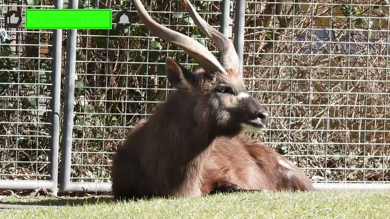 Jungtier_ gro&szlig;e Augen -knuffig s&uuml;&szlig;- Westafrikanischer Sitatunga Zoo Berlin 05.2022