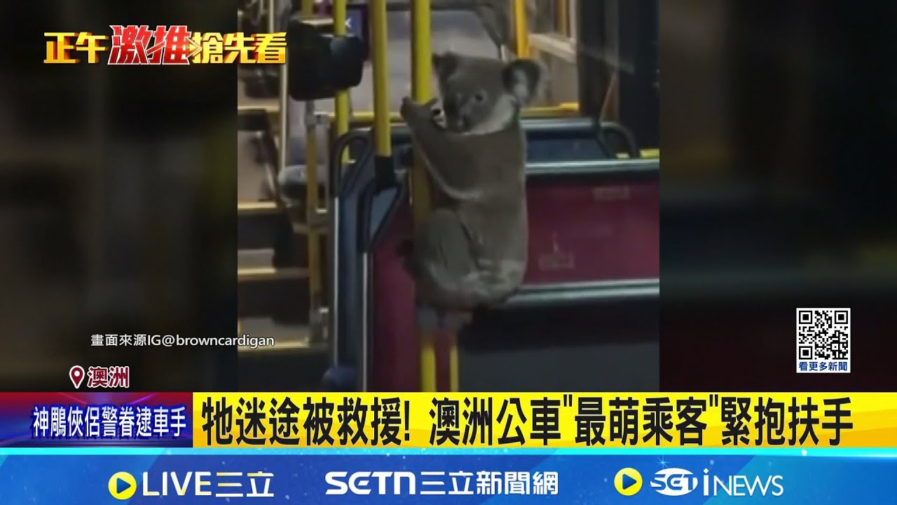 牠迷途被救援! 澳洲公車