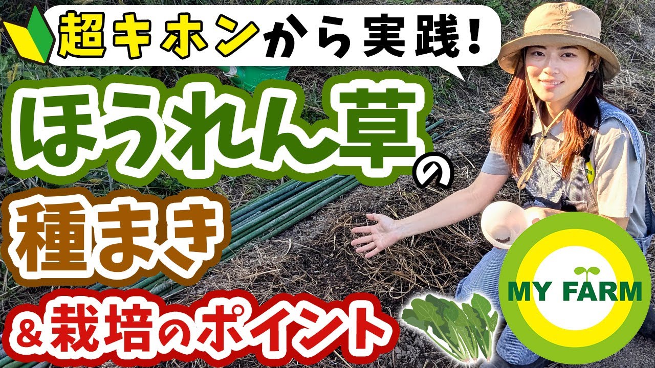 ほうれん草の育て方を超基本から！種まきのやり方から栽培のポイントまで│モリミサと学ぶ有機栽培