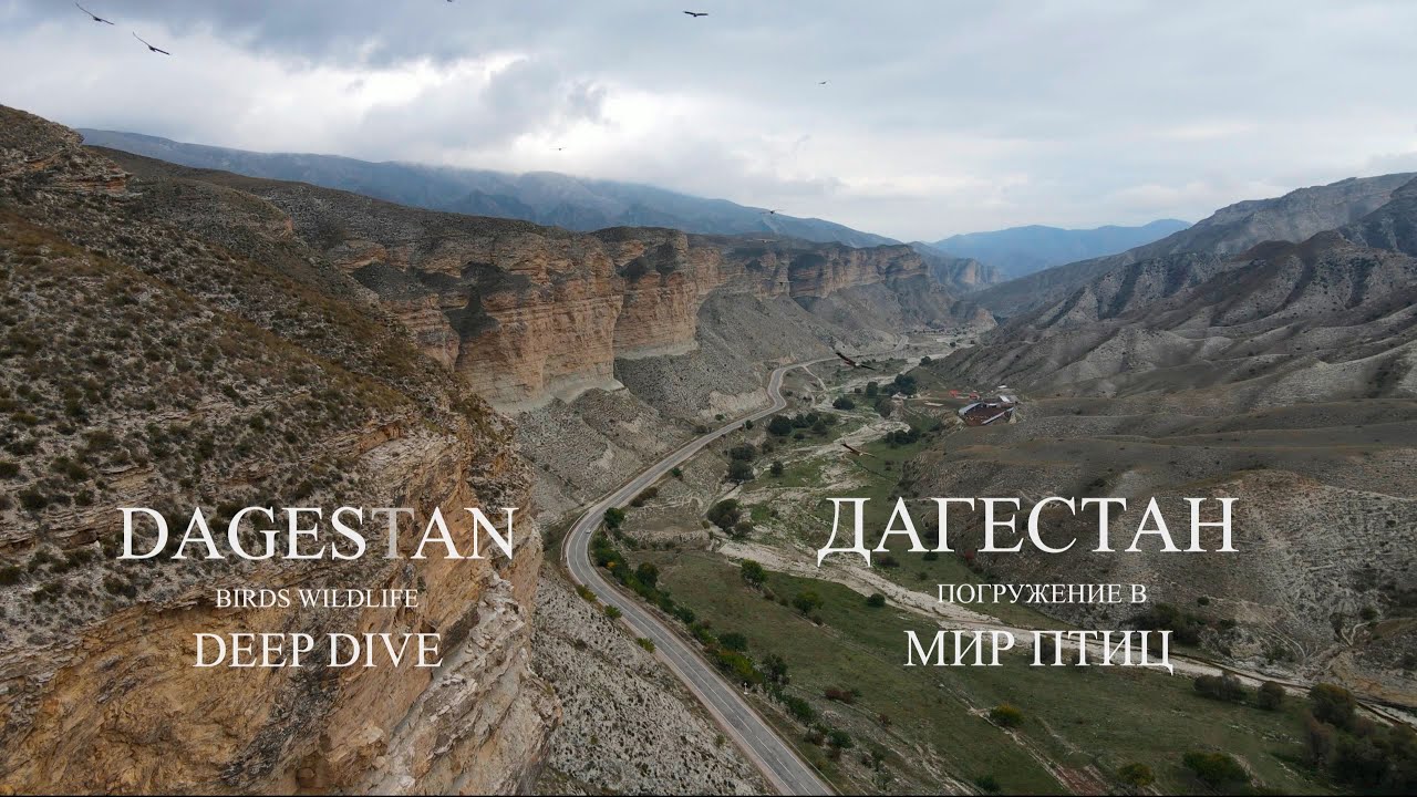 Мир птиц (Республика Дагестан) Dagestan birds wildlife deep dive