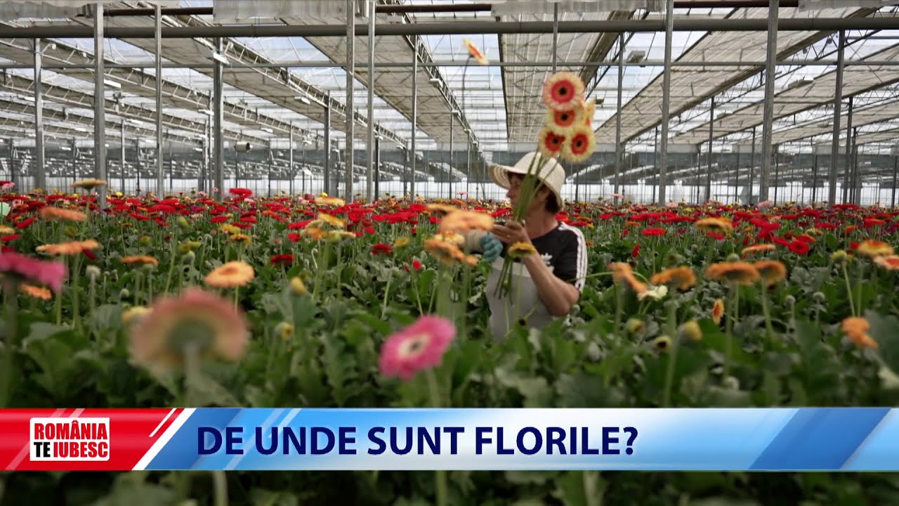 De Unde Sunt Florile?, reportaj realizat de echipa România, te iubesc!