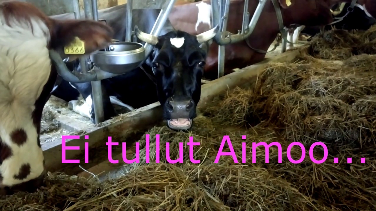 Kyllikki ´´kynsien viilauksessa´´ valmistautumassa vapun viettoon :)