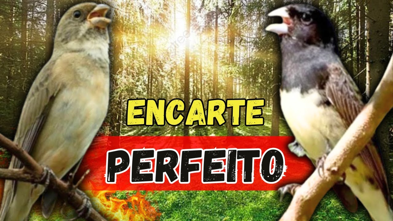 CANTO DE COLEIRO TUI TUI PERFEITO PARA ENCARTE DE COLEIRO PAPA CAPIM E ESQUENTAR COLEIRO TUI TUI